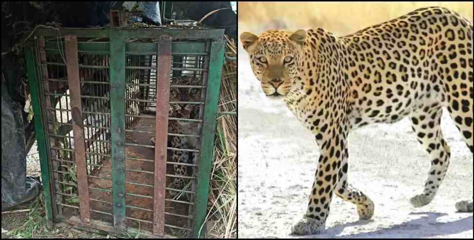 pauri garhwal leopard: Pauri Garhwal Nainidanda Block Leopard