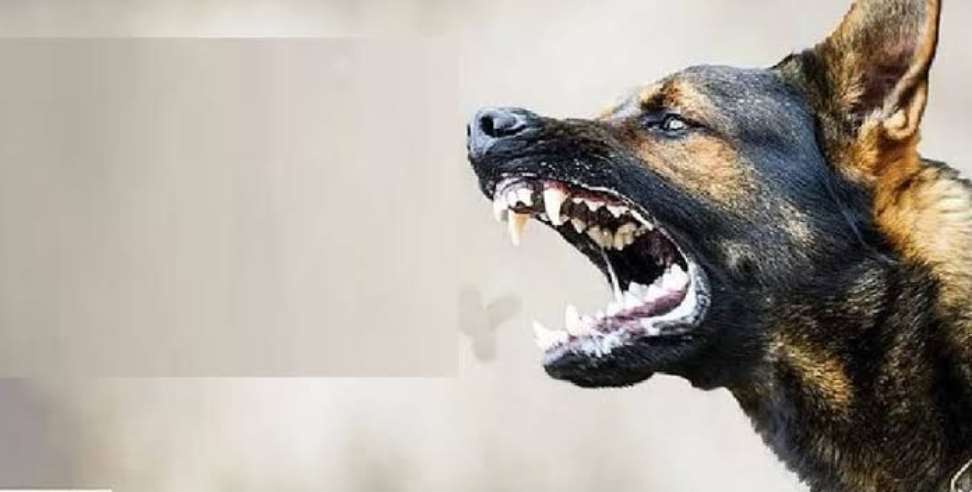 Uttarakhand Nilgai Death: Stray dogs mauled a nilgai to death
