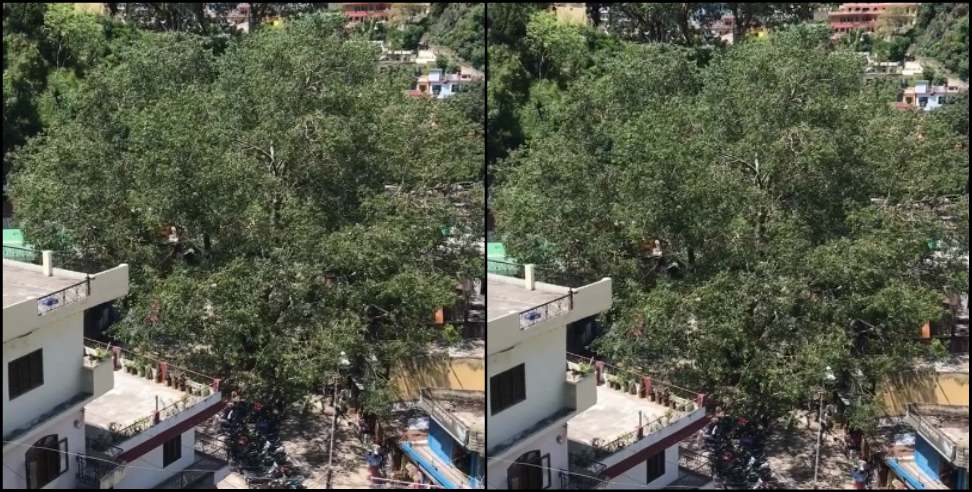 Rudraprayag Peepal Tree: Peepal tree in rudraprayag main market