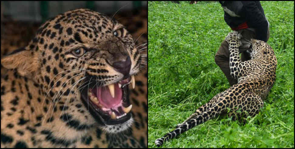 Rudraprayag: Leopard killed old age man in rudraprayag
