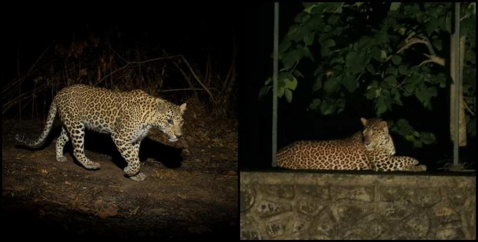Leopard News Haldwani: Leopard in Haldwani