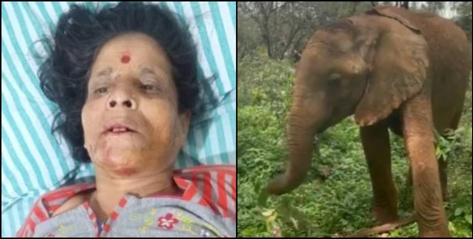 Nainital Elephant attack: Elephant attack on women in nainital