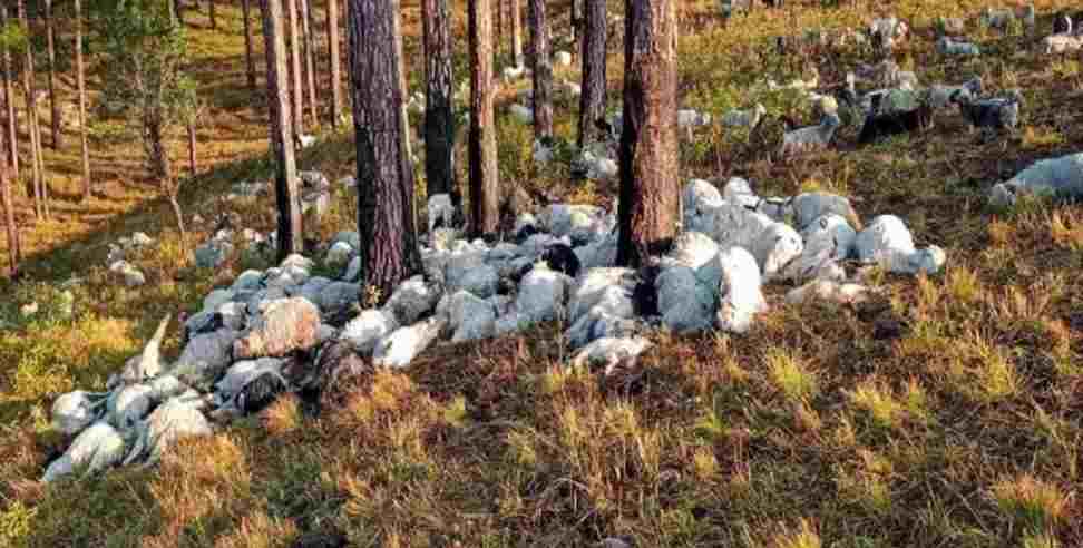 Uttarkashi thunderstorm Dunda 350 Goats Death: 350 goats died due to thunderstorm in Uttarkashi Dunda