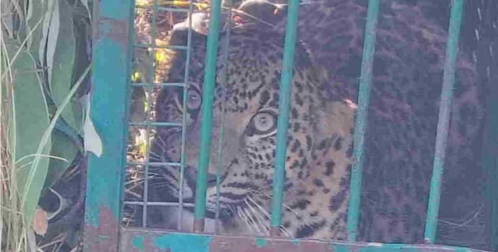 Leopard Captured After Attacking Woman in Uttarakhand