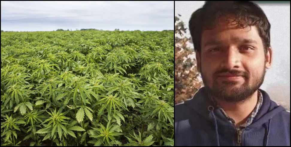 uttarakhand pavitra joshi hemp cutivation: Pavitra Joshi of Almora earned profit from Hemp cultivation