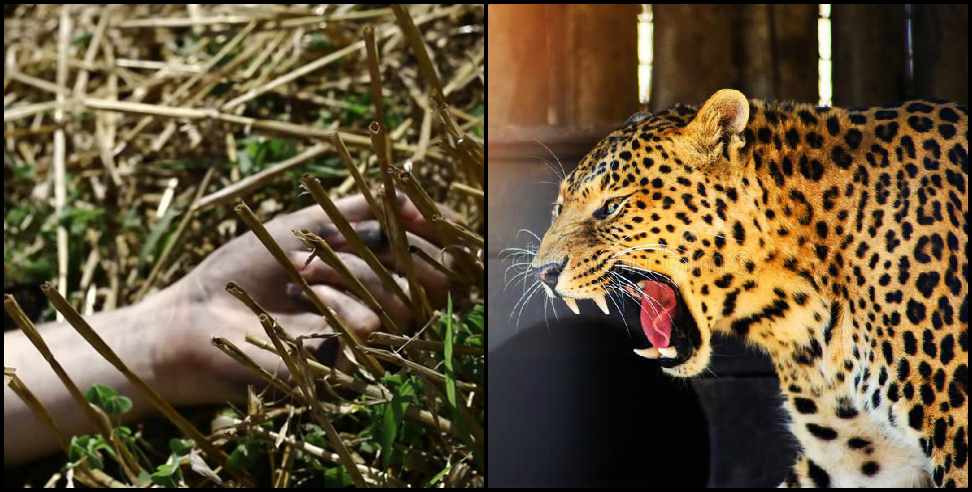 Pithoragarh Leopard: Leopard hunted woman in Pithoragarh