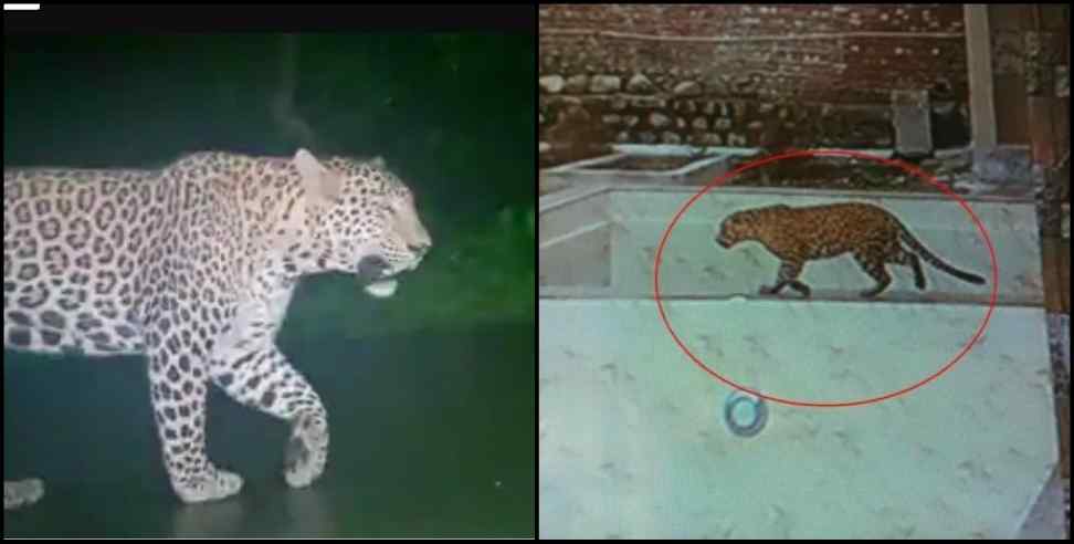 Bageshwar News: Leopard terror in uttarakhand village