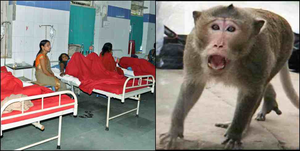 dehradun monkey attack van vibhag bil : Women Send Bill To Dehradun Forest Department After Monkey Attack