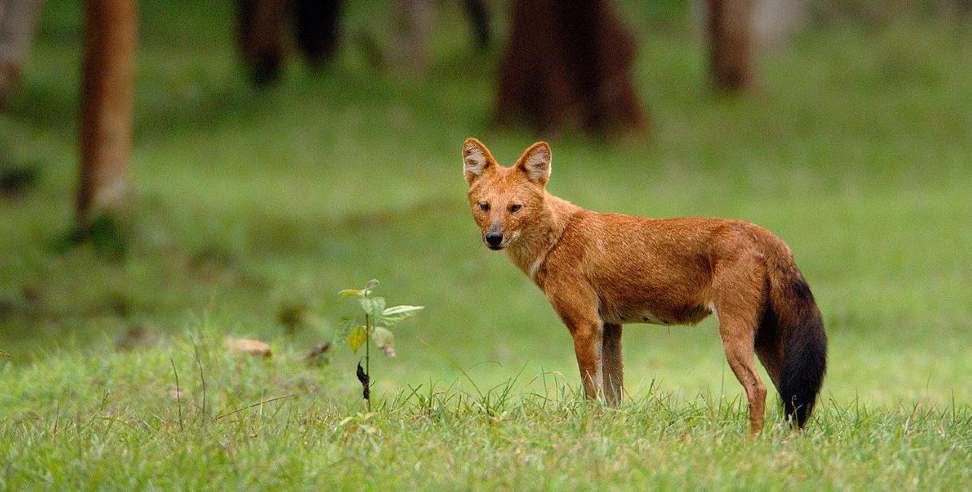 indian wild dog: Discovery of Indian wild dog may start in Uttarakhand