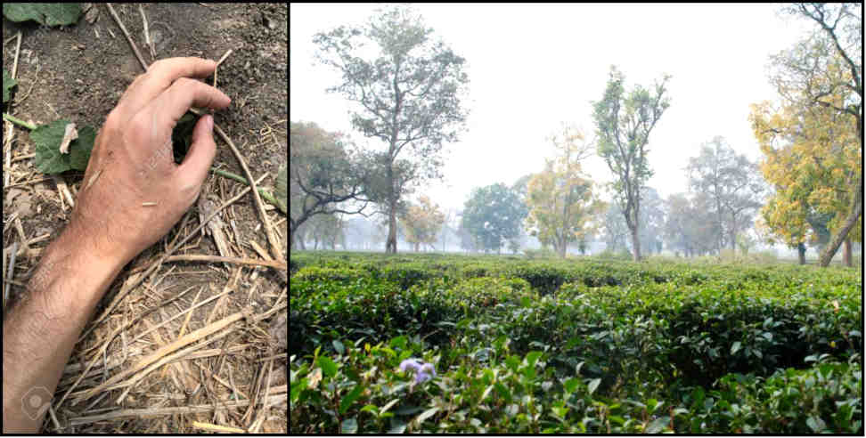 ambiwala tea state: Three months old dead body found in ambiwala tea state