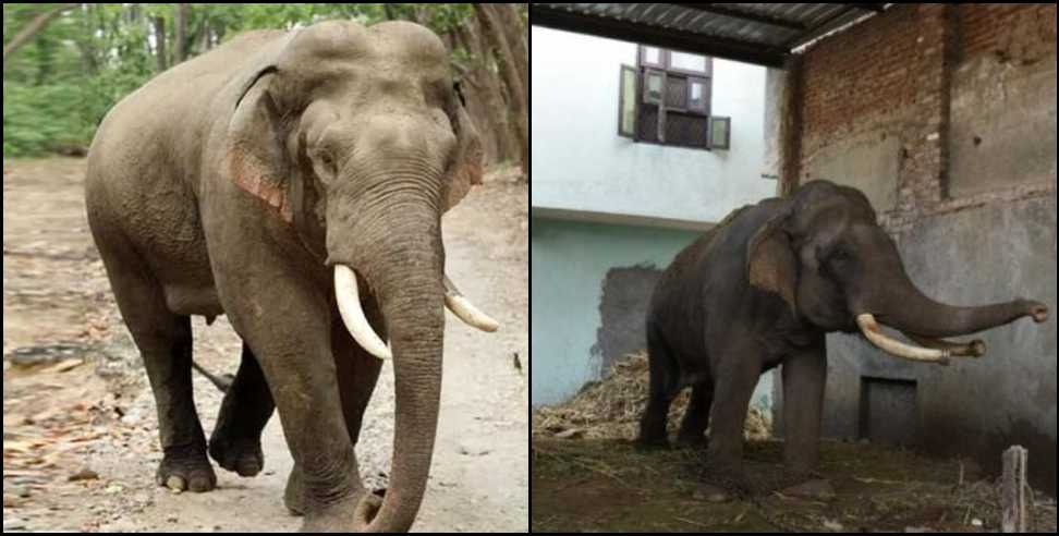ramnagar petrol pump elephant: Elephant ransacked petrol pump in Ramnagar