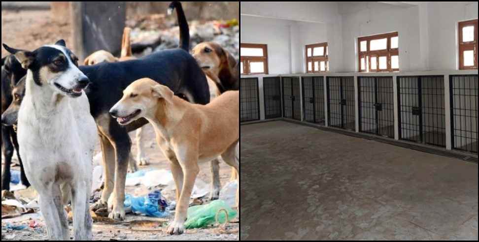 pithoragarh stray dogs: Gelding of stray dogs in Pithoragarh