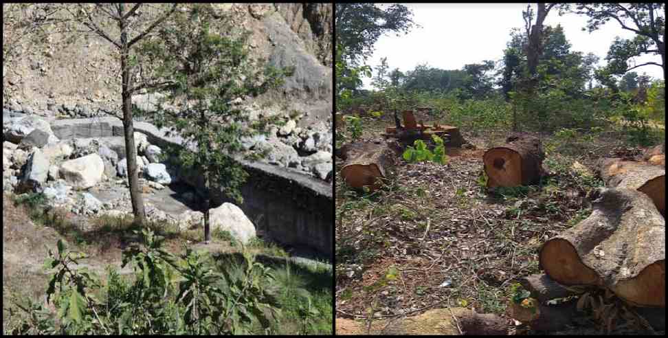 Uttarakhand forest land: 50 thousand hectares of forest land destroyed in Uttarakhand in 20 years says report