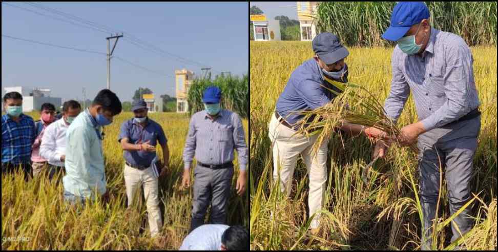 Ias vinay Shankar: Haridwar dm ias vinay Shankar cut crop in fields