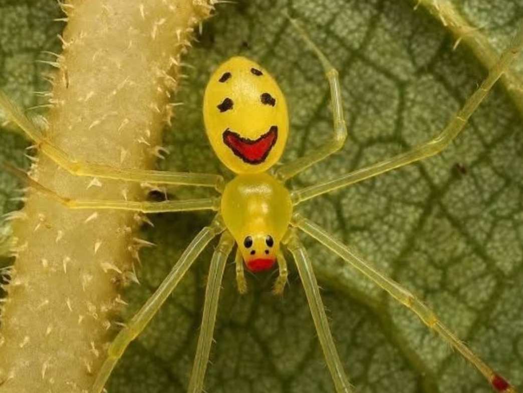 Himalayan Happy-Face Spider Found in Chamoli