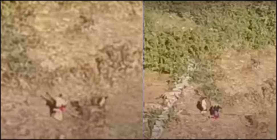 almora leopard women video: leopard attack on woman in almora video viral