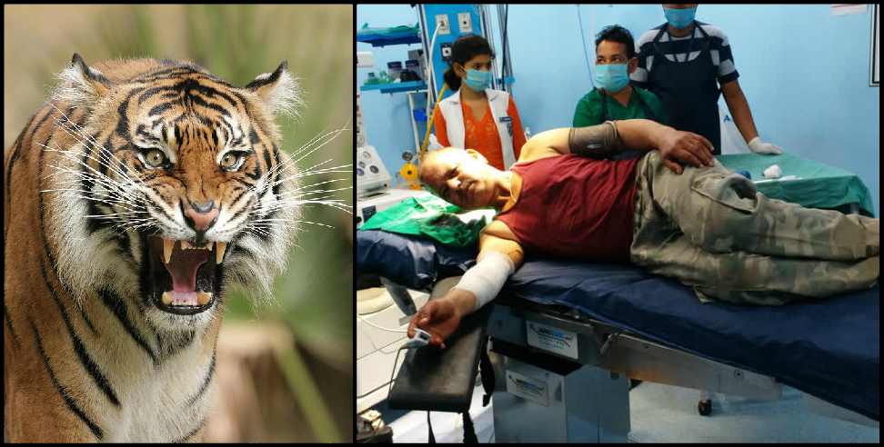 Uttarakhand tiger: Uttarakhand: Tiger attacked forest guard