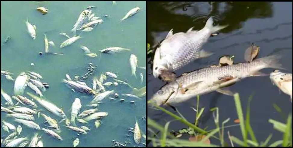 Champawat News: 2 thousand fish died in Champawat pond