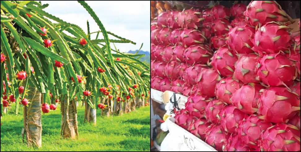 Uttarakhand Dragon Fruit: Jatin Singhal Cultivation of Dragon Fruit in Uttarakhand