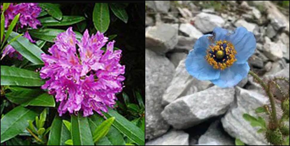 Uttarkand Monal: Purple Buransh and Blue Poppy Flowers in Uttarakhand