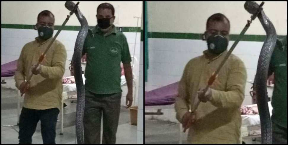 Nainital News: Nainital: Cobra snake enters the cancer ward of the hospital