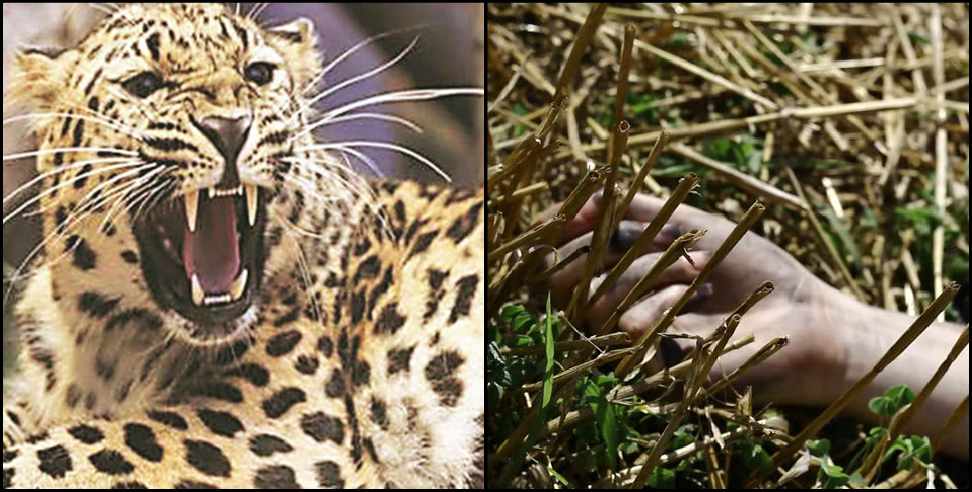 Uttarakhand leopard: Leopard attack on woman going to Haldwani temple