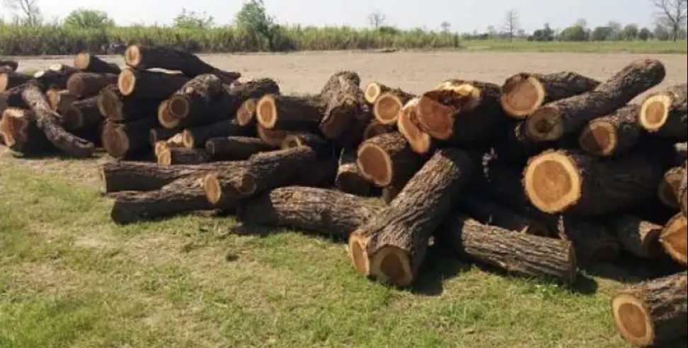 haldwani news: Many green trees were cut in Haldwani Sushila Tiwari Hospital