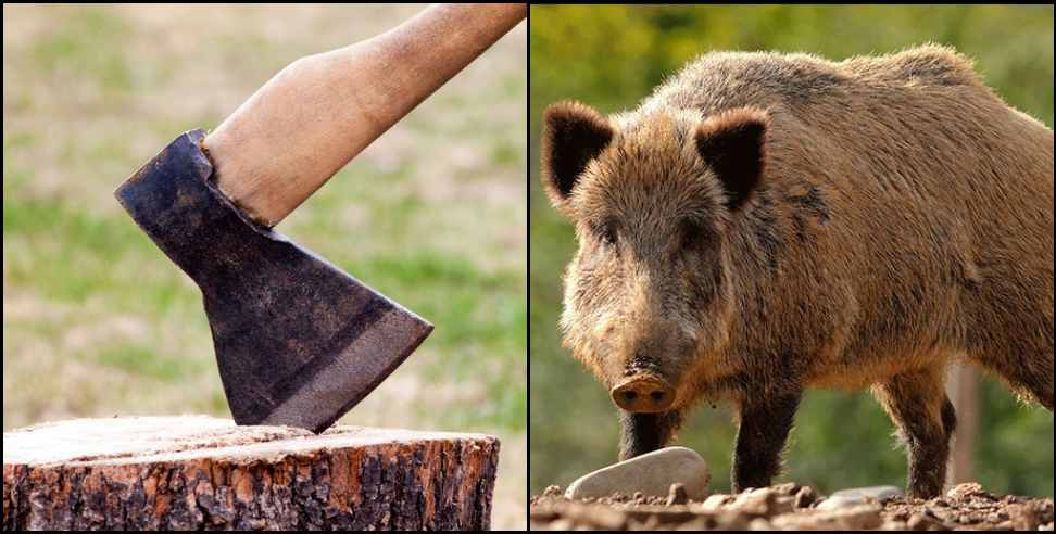 Almora News: A man killed a wild pig in Almora