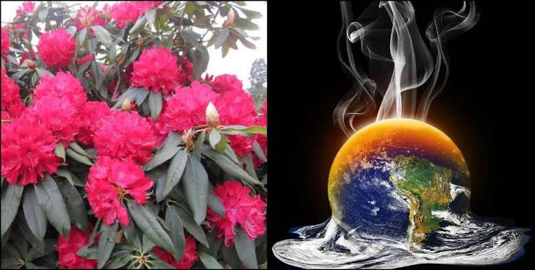 Global warming effect uttarakhand: Uttarakhand Buransh flower grew two months ago due to global warming