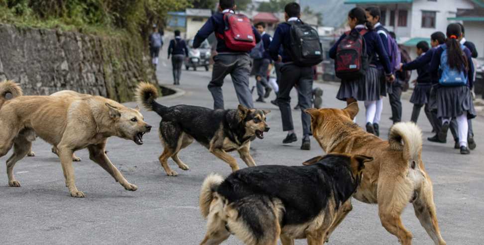 Stray Dog Attacks 10 Schools Shut in Chamoli