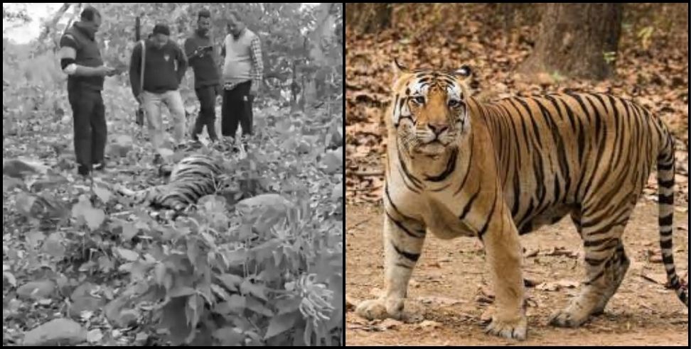 Tiger dead body Ramnagar : Tiger dies under suspicious circumstances in Ramnagar