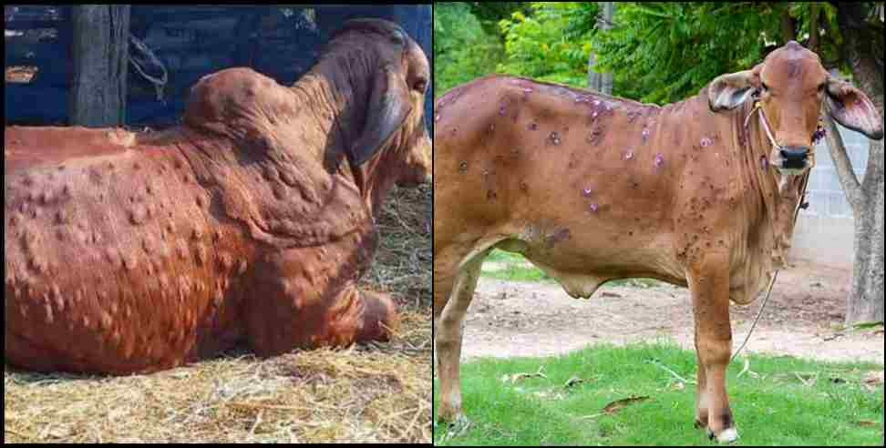Lumpy virus Uttarakhand: Lumpy virus in Uttarakhand symptoms and prevention