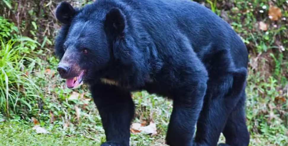 Chamoli Bear Attack News: Bear Attack in Chamoli Leaves Woman Seriously Injured