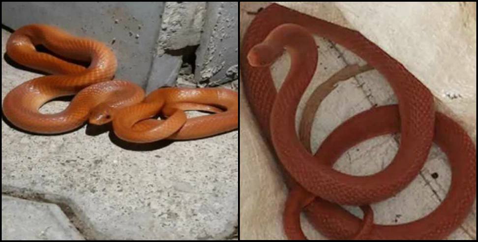Udham Singh Nagar News: Red coral cookery snake seen in udham singh nagar