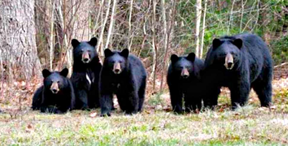 Chamoli News: 5 bears seen in Joshimath
