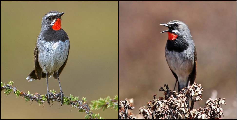 Chinese Ruby Throat Bird uttarakhand: Chinese Ruby Throat Bird spotted in Kotdwar