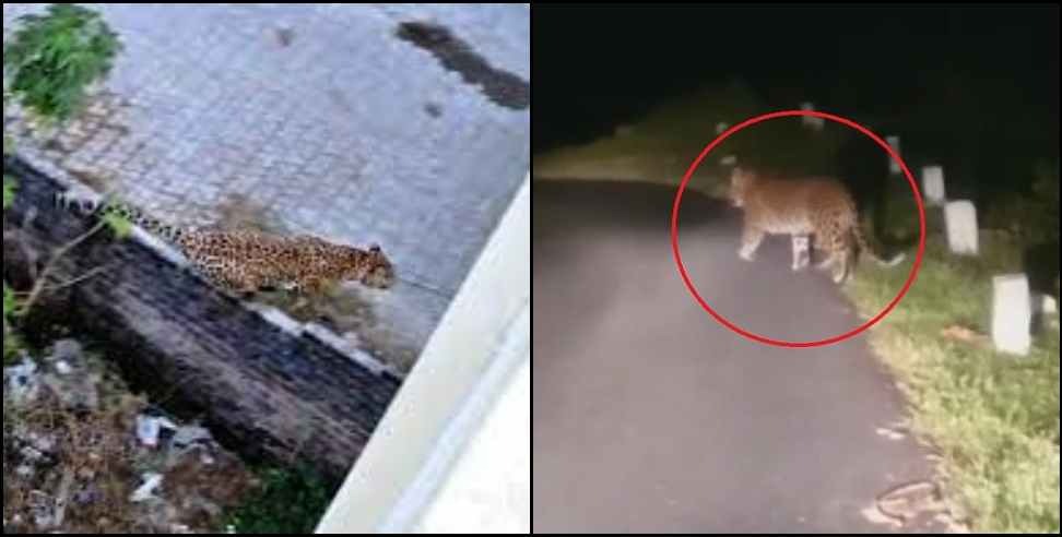 Leopard: Leopard family walking in Pauri Garhwal