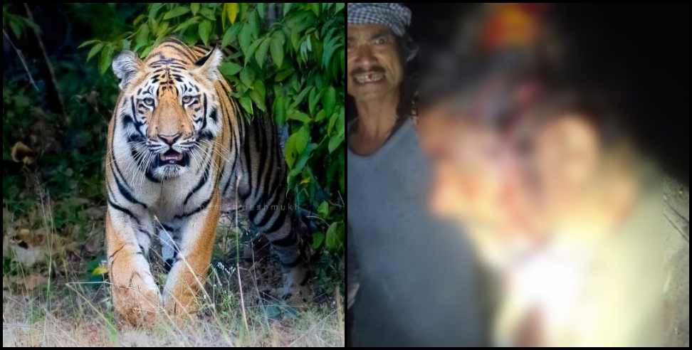 Search for tiger continues in Haldwani Fatehpur range