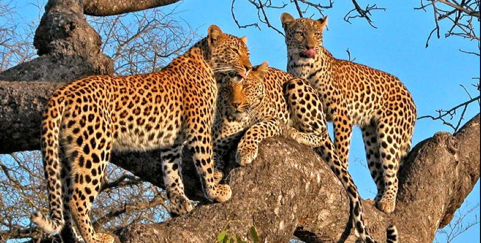 Bageshwar News: 3 lepers seen in Harinagari Leopard