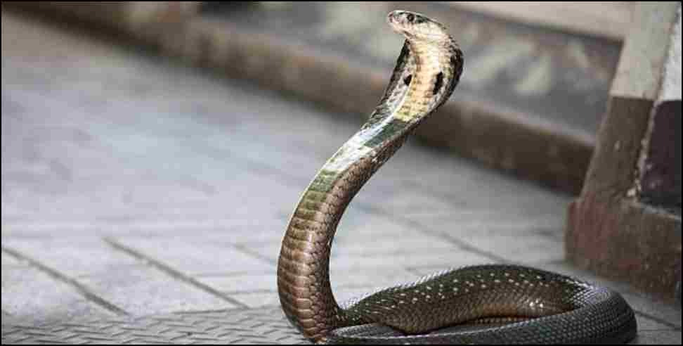 Mussoorie king kobra : King Cobra Snake In Mussoorie Restaurant