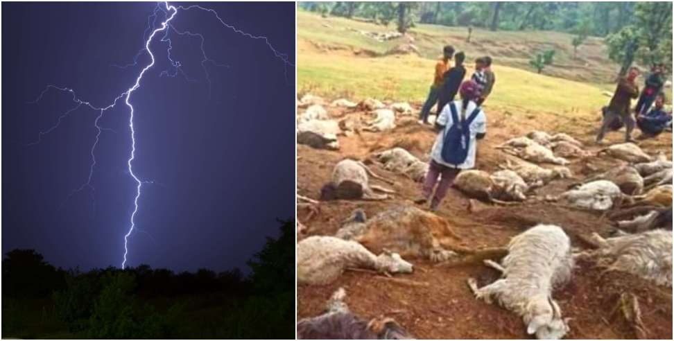121 Goats Died: 121 Goats Died Due To Lightning In Bageshwar