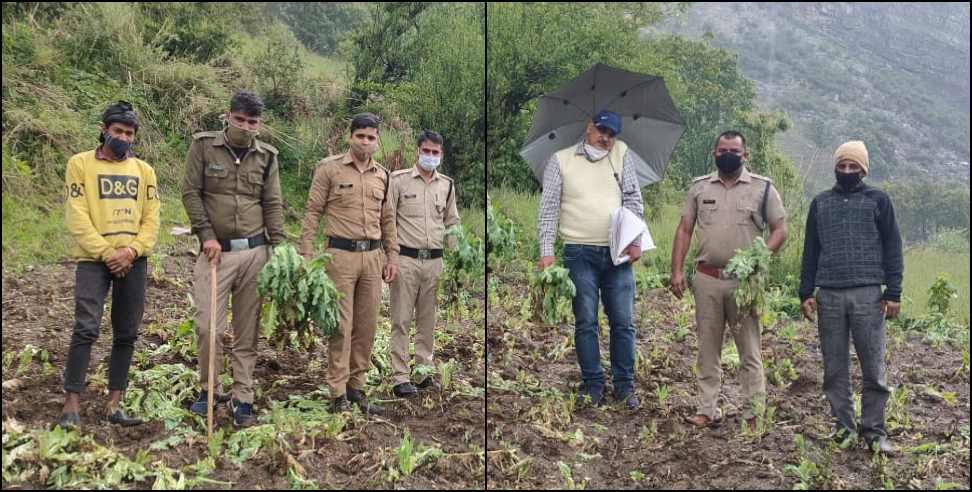 Poppy uttarakhand: Poppy cultivation in Durbil village of Uttarkashi