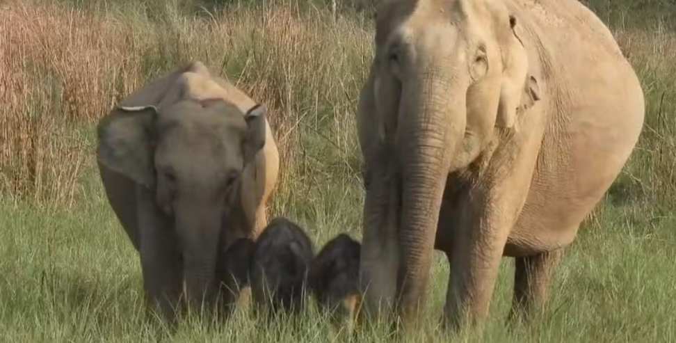 Wild Elephant Spotted with Twin Calves in Tiger Reserve