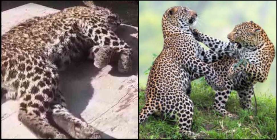 Leopard Mutual Fight: Leopard found dead after Mutual Conflict in Pauri Garhwal