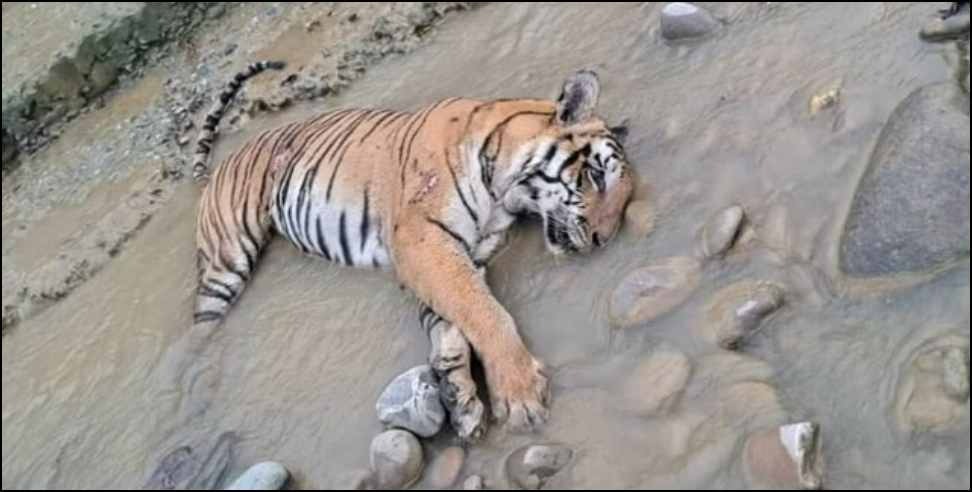 Uttarakhand tigress death: tigress dead body found in corbett national park