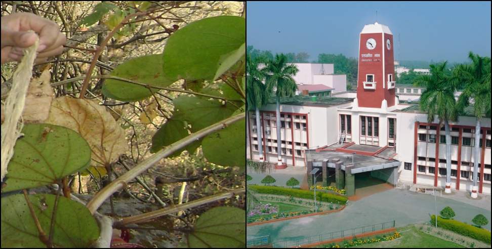 Malu Fiber Fabric: Malu Plant in Uttarakhand Gets New Use in Eco-Friendly Fabric