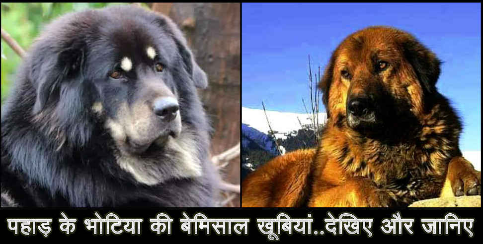 उत्तराखंड: information about bhotia breed dog of uttarakhand