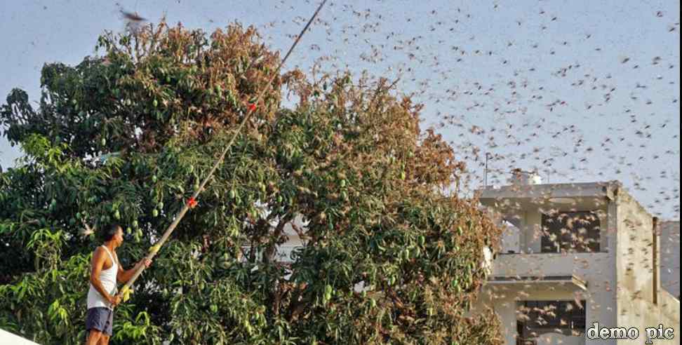 Uttarakhand grasshopper party: Locust attack in Uttarakhand