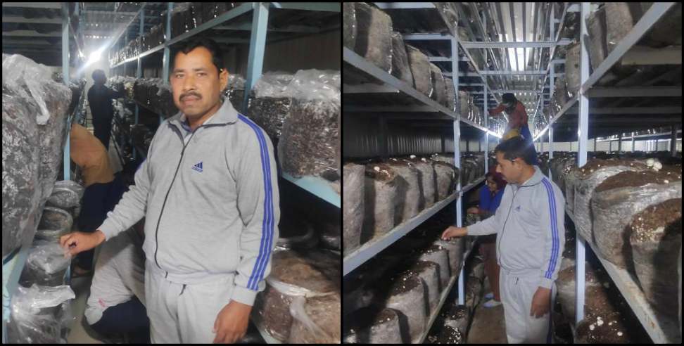 Lal Singh Dhpola: Lal Singh Dhapola Mushroom Plant Nainital