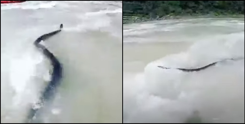 Gangs river rishikesh: Snack shown in ganga river rishikesh while rafting